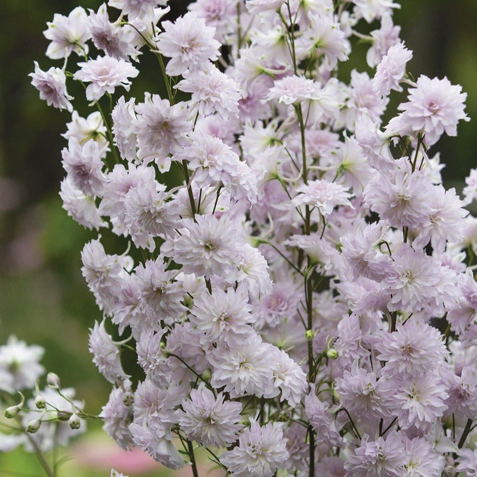 DELPHINIUM HIGHLANDER : CHA CHA Jardina.eu