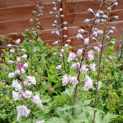 DELPHINIUM HIGHLANDER : CHA CHA Jardina.eu