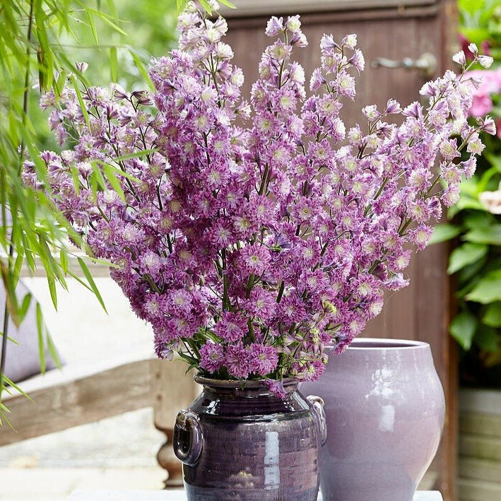 DELPHINIUM HIGHLANDER FLAMENCO Jardina.eu