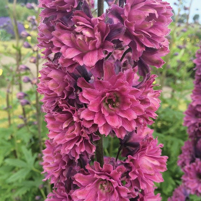 DELPHINIUM HIGHLANDER FLAMENCO Jardina.eu