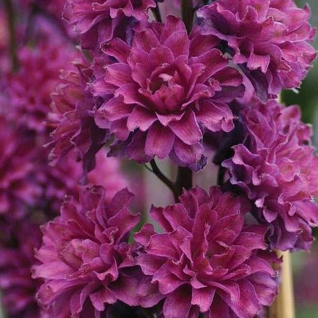 DELPHINIUM HIGHLANDER FLAMENCO Jardina.eu