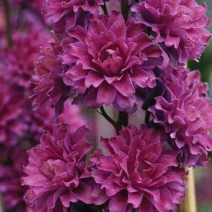 DELPHINIUM HIGHLANDER FLAMENCO Jardina.eu