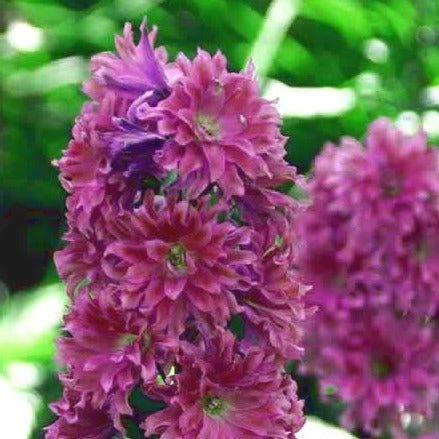 DELPHINIUM HIGHLANDER FLAMENCO Jardina.eu