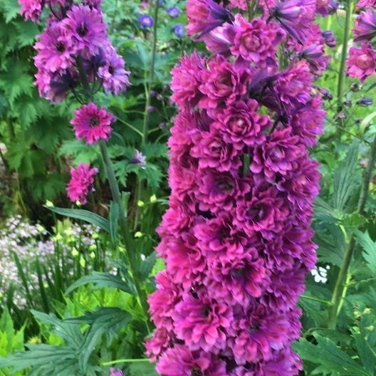 DELPHINIUM HIGHLANDER FLAMENCO Jardina.eu