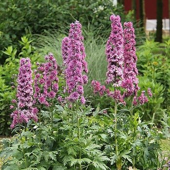 DELPHINIUM HIGHLANDER FLAMENCO Jardina.eu