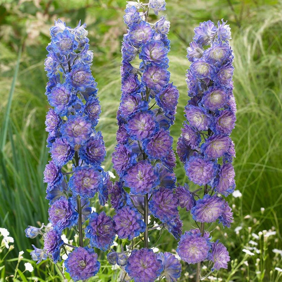 DELPHINIUM HIGHLANDER SWEET SENSATION Jardina.eu