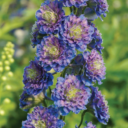 DELPHINIUM HIGHLANDER SWEET SENSATION Jardina.eu