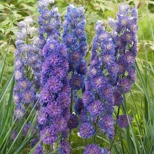 DELPHINIUM HIGHLANDER SWEET SENSATION Jardina.eu