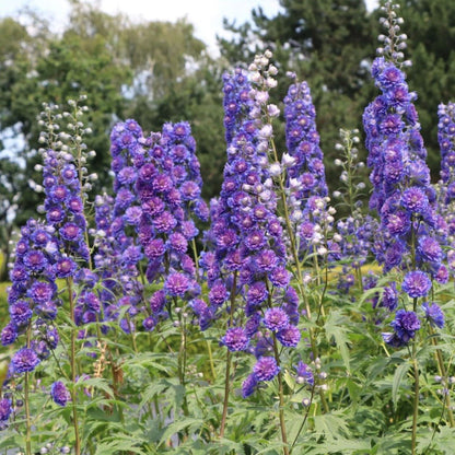 DELPHINIUM HIGHLANDER SWEET SENSATION Jardina.eu