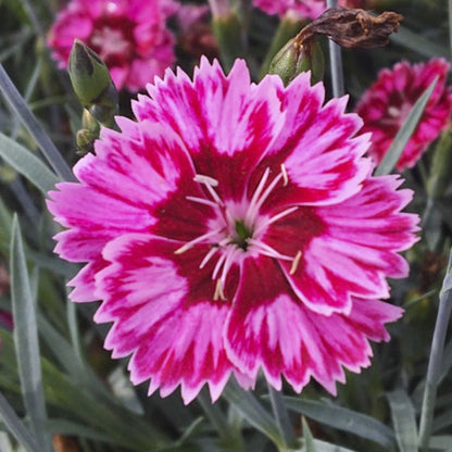 DIANTHUS FLUTTERBUST Jardina.eu