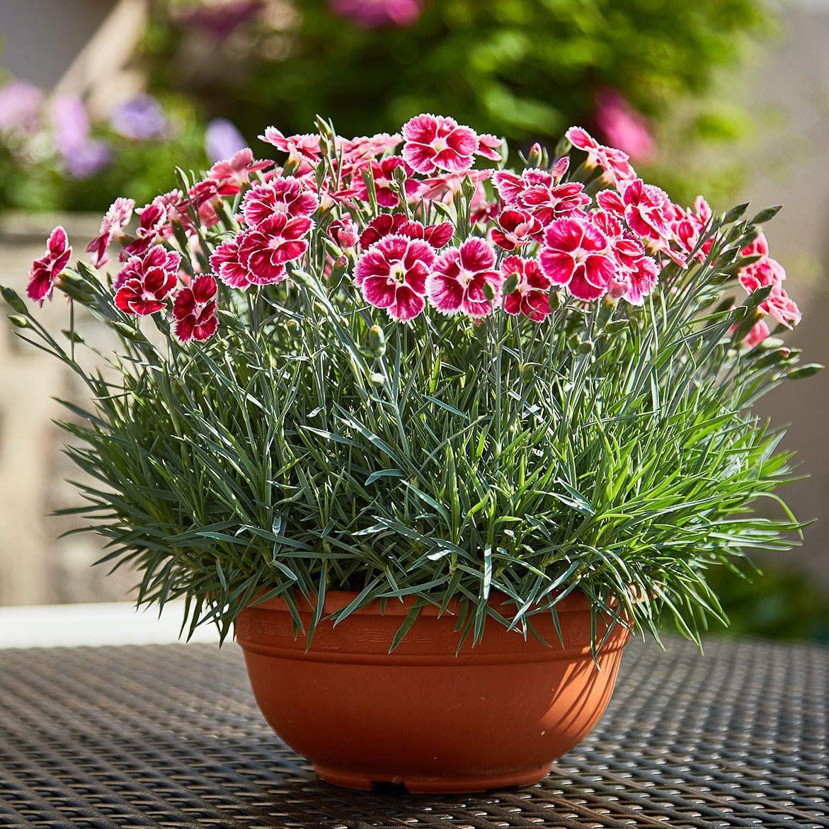 DIANTHUS FLUTTERBUST Jardina.eu