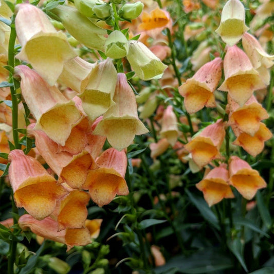 DIGITALIS HYBRID : GOLDCREST Jardina.eu