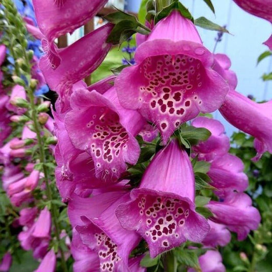 Digitalis Pink Panther Jardina.eu