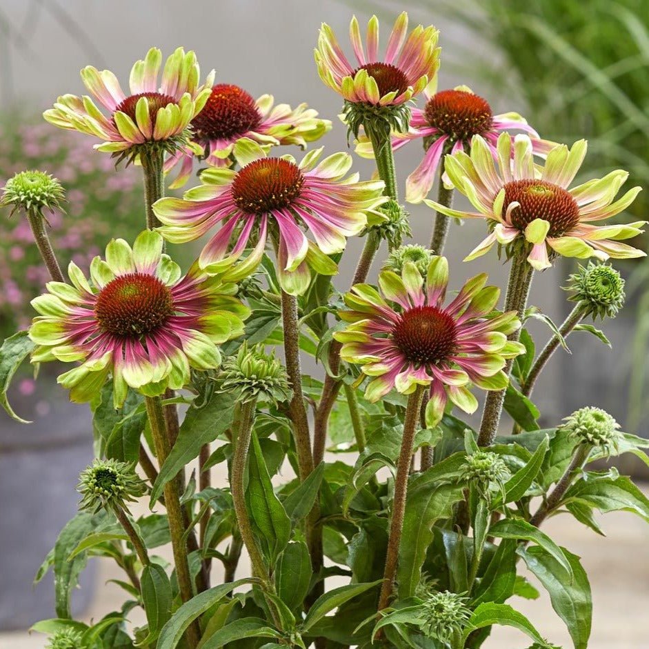 ECHINACEA : GREEN TWISTER Jardina.eu