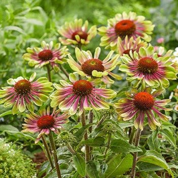 ECHINACEA : GREEN TWISTER Jardina.eu