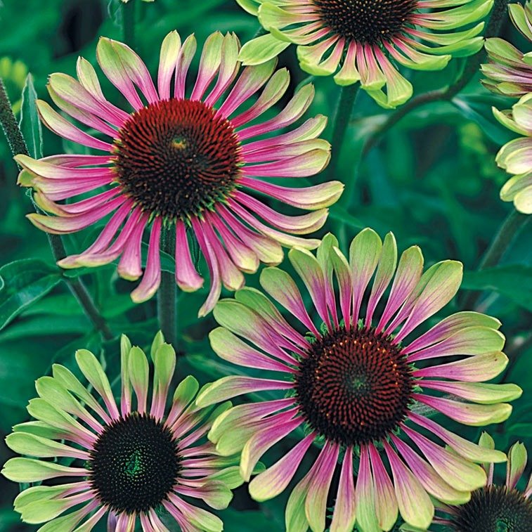 ECHINACEA : GREEN TWISTER Jardina.eu