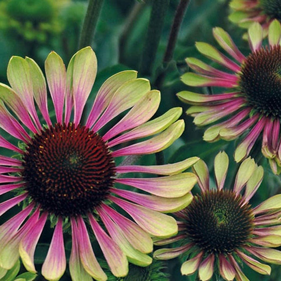 ECHINACEA : GREEN TWISTER Jardina.eu