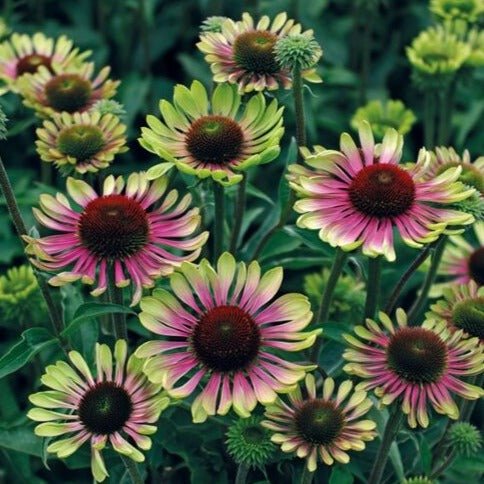 ECHINACEA : GREEN TWISTER Jardina.eu