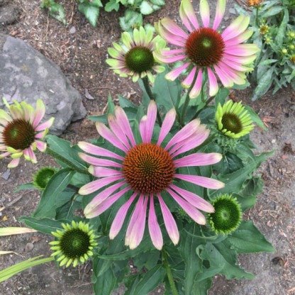 ECHINACEA : GREEN TWISTER Jardina.eu