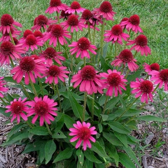 ECHINACEA HYBRIDA : DELICIOUS CANDY Jardina.eu