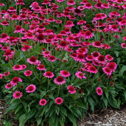 ECHINACEA HYBRIDA : DELICIOUS CANDY Jardina.eu