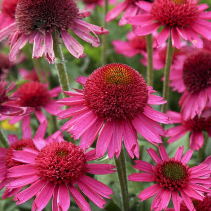 ECHINACEA HYBRIDA : DELICIOUS CANDY Jardina.eu