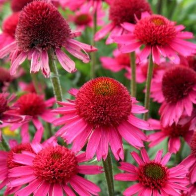 ECHINACEA HYBRIDA : DELICIOUS CANDY Jardina.eu