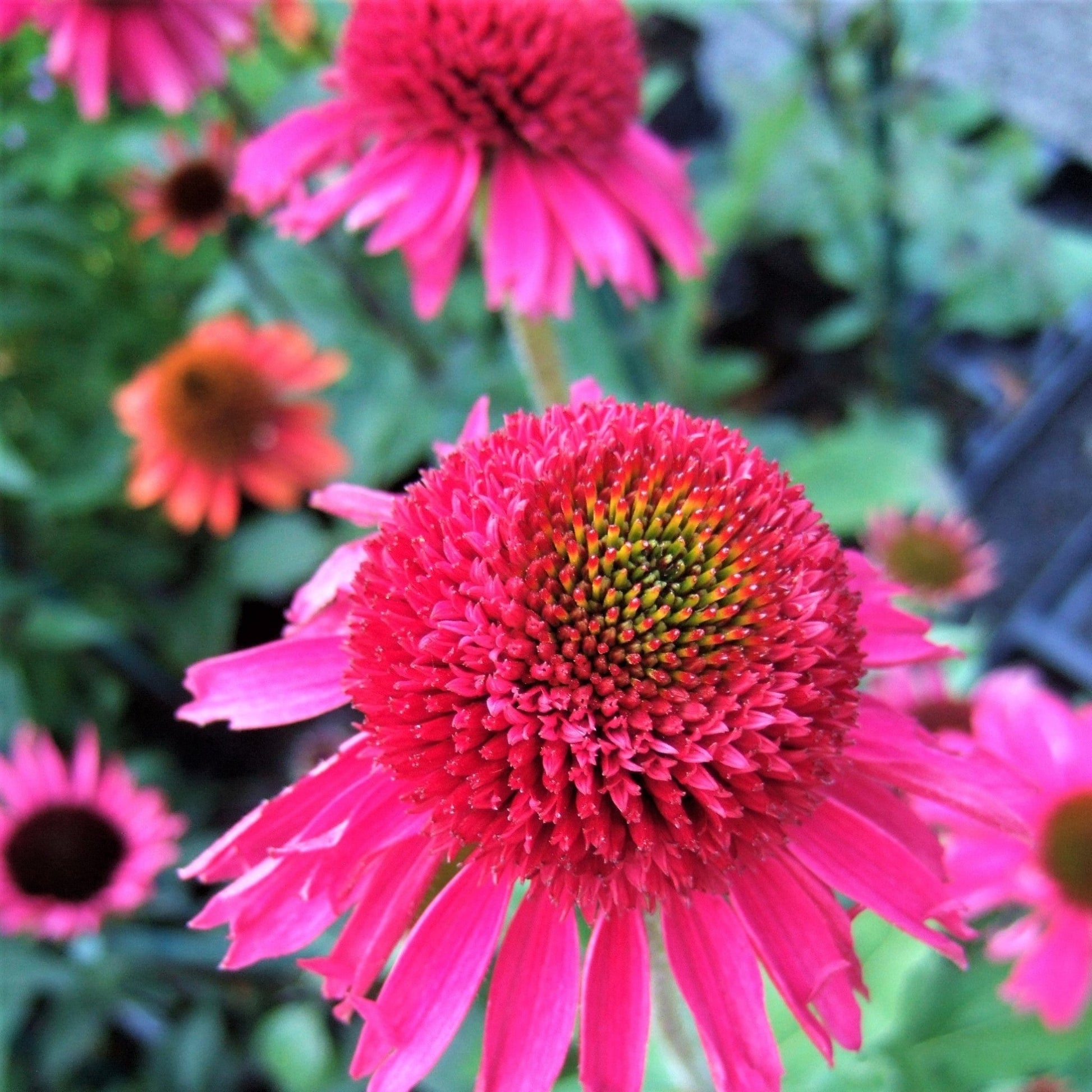 ECHINACEA HYBRIDA : DELICIOUS CANDY Jardina.eu