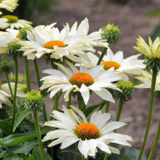 ECHINACEA JS IVO S POEM Jardina.eu