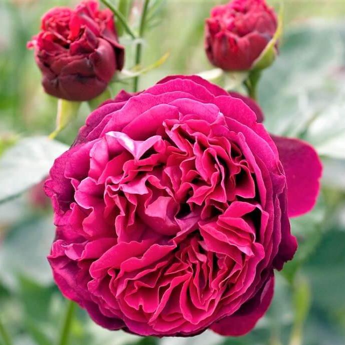 FALSTAFF Trandafir floribunda