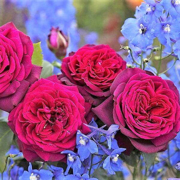 Most Fragrant Roses for Your Garden