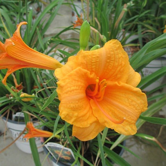 HEMEROCALLIS ENDLESSLILY ORANGE Jardina.eu