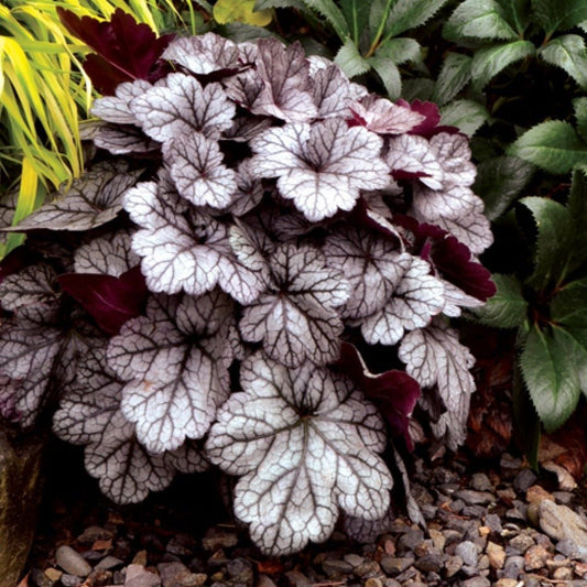 HEUCHERA HYBRIDA : GLITTER Jardina.eu