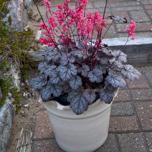 HEUCHERA : TIMELESS TREASURE Jardina.eu