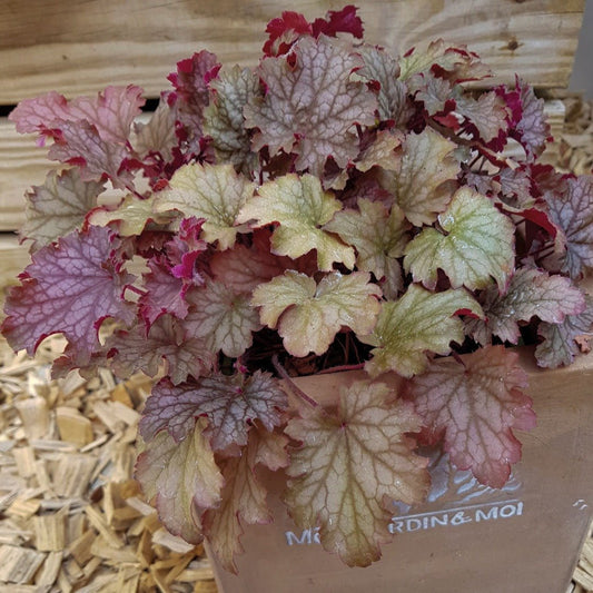 HEUCHERA : WORLD CAFFE AMARETTO Jardina.eu