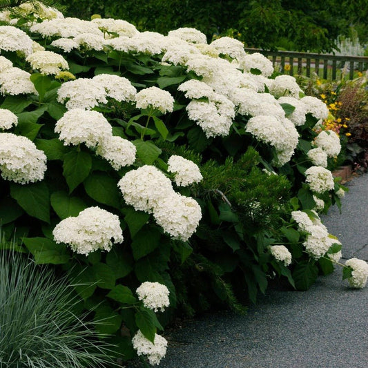 HYDRANGEA ANNABELLE Jardina.eu