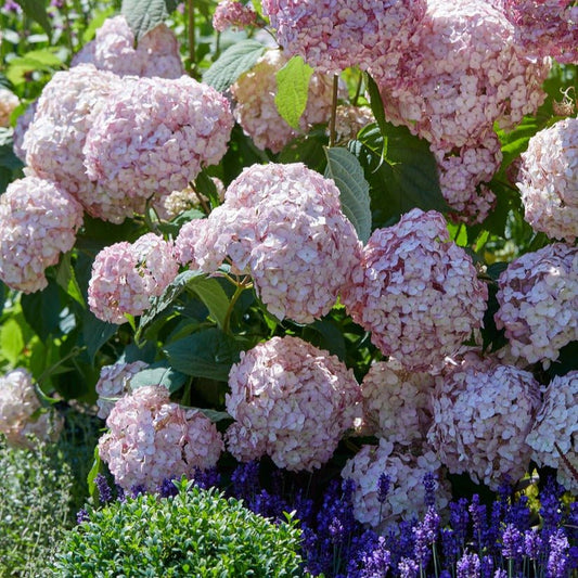 HYDRANGEA ARBORESCENS BUBBLEGUM Jardina.eu