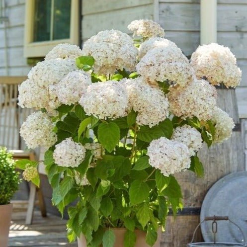 HYDRANGEA ARBORESCENS MARSHMALLOW Jardina.eu