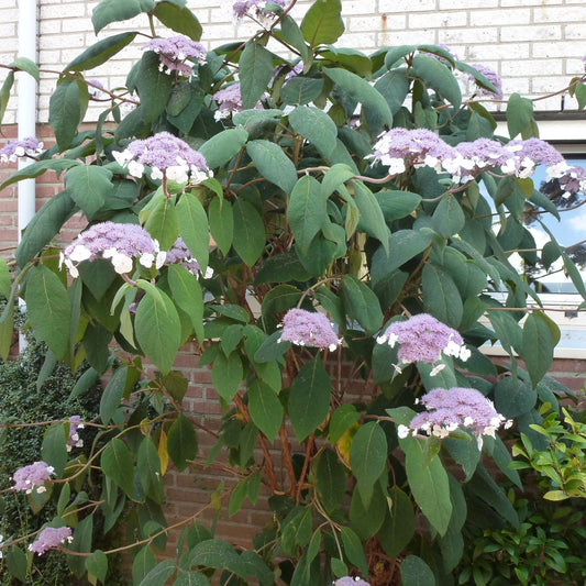 HYDRANGEA ASPERA : MACROPHYLLA Jardina.eu