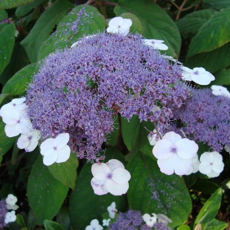 HYDRANGEA ASPERA : MACROPHYLLA Jardina.eu