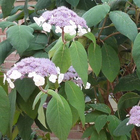 HYDRANGEA ASPERA : MACROPHYLLA Jardina.eu