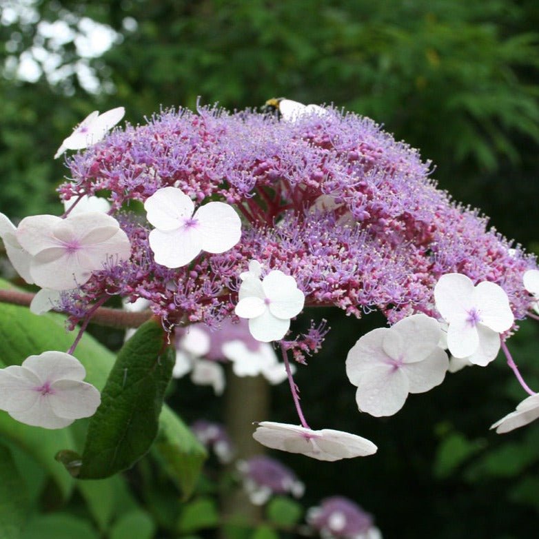 HYDRANGEA ASPERA : MACROPHYLLA Jardina.eu