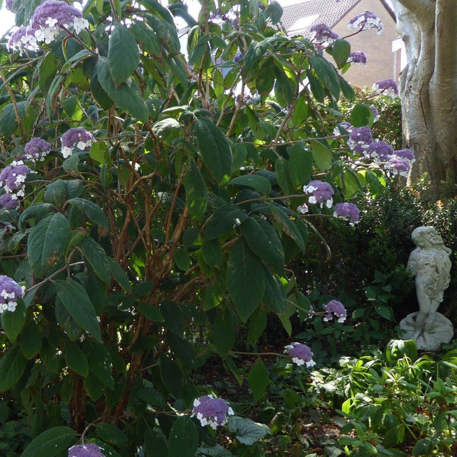 HYDRANGEA ASPERA : MACROPHYLLA Jardina.eu