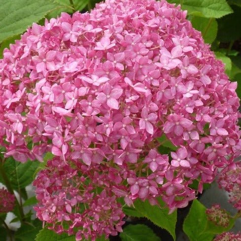 HYDRANGEA RUBY ANNABELLE Jardina.eu