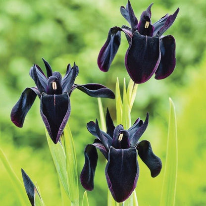 IRIS BLACK FORM Jardina.eu