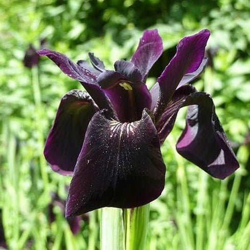 IRIS BLACK FORM Jardina.eu