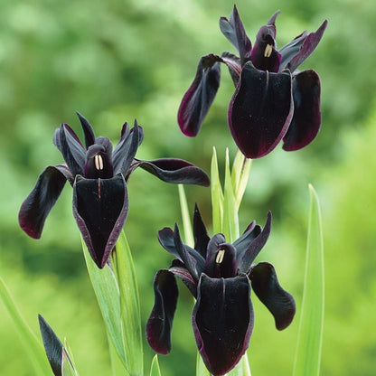 IRIS BLACK FORM Jardina.eu