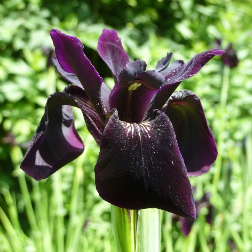 IRIS BLACK FORM Jardina.eu