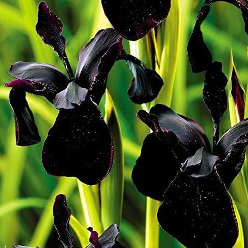 IRIS BLACK FORM Jardina.eu