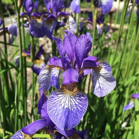 IRIS SIBIRICA : PERSIMMON Jardina.eu